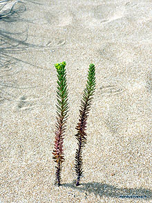Coorong beach - Australie